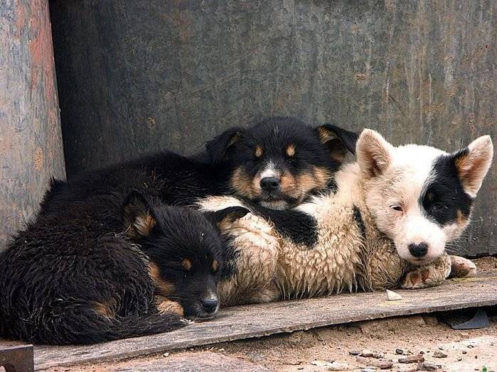 Мама и два щенка, лежащие на дороге