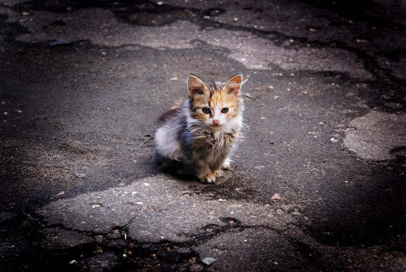 Маленький, одинокий котенок на дороге